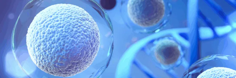 A co-infusão de células estaminais mesenquimais melhora o resultado dos transplantes de sangue do cordão umbilical